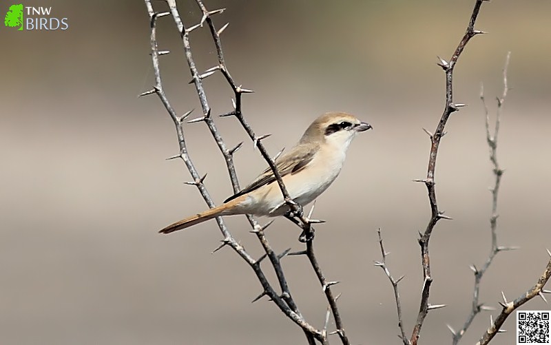 Brown Shrike